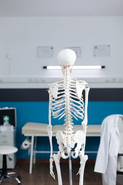 Back shot of human body skeleton standing in empty hospital office room with nobody in it. Anatomical structure is used as medical instrument during osteopathy examination. Health care support