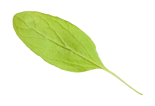 Back side of green leaf of marjoram herb isolated