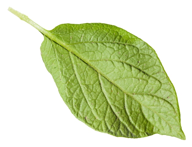 Back side of green leaf of potato plant isolated