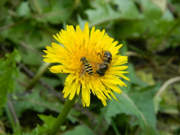 Back view of a bee on a blooming dandelion. With a blurred green colored background. High quality