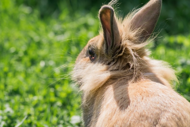 Back view of brown rabbit outdoors