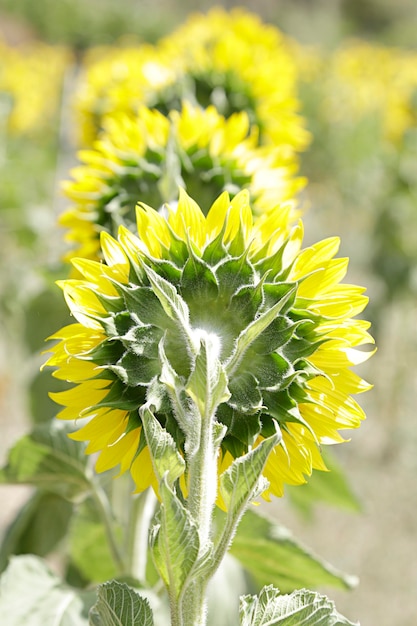 Back view of a field sown with sunflowers on a summer day