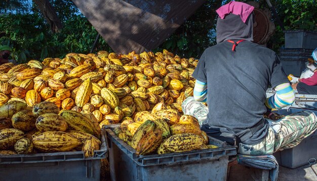 Back view of the working worker sorts fresh ripe yellow cocoa pods into a crate Workers