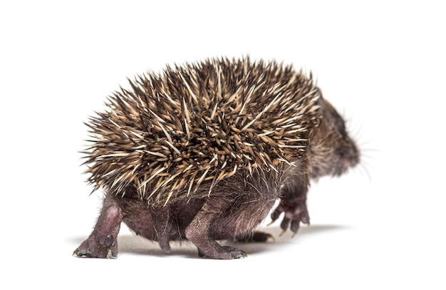 Back view of a Young European hedgehog walking away