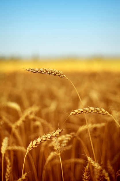 Backdrop of ripening ears of yellow wheat field on the blue sky background in rural meadow