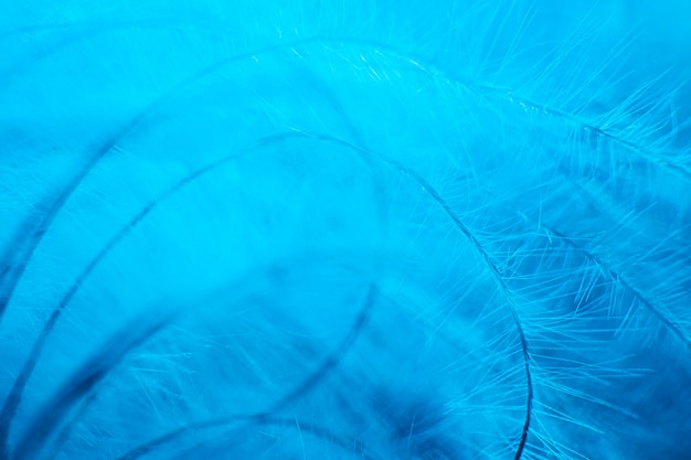 Background abstract macro image in trendy blue neon color. Thin feathers in detail close-up. Copyspace.