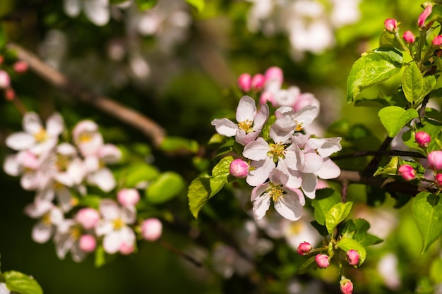 Background of apple tree branches with pink flowers on a sunny day