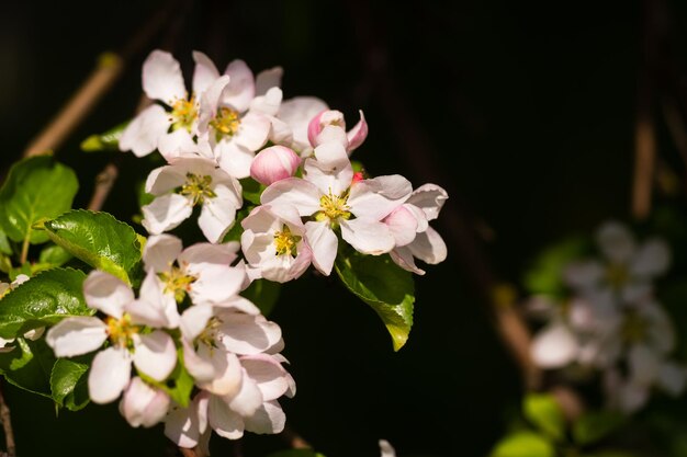 Background of apple tree branches with pink flowers on a sunny day