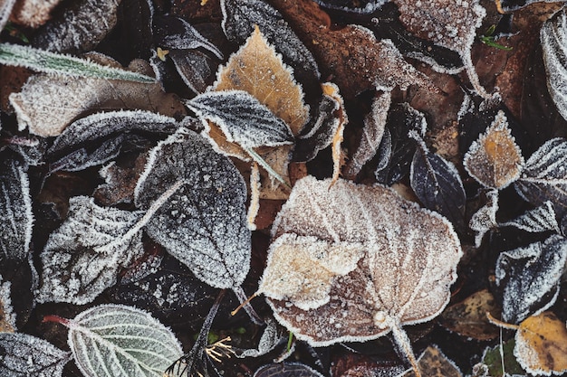 Background of autumn fallen leaves covered with frost