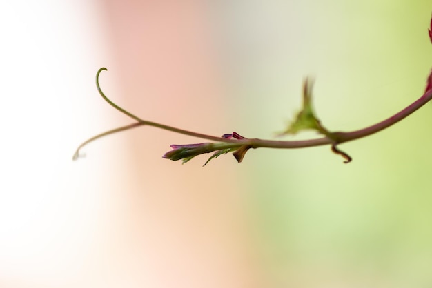 Background autumn leaves in backlightParthenocissus