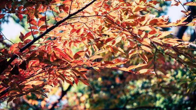 Background autumn leaves in Japan