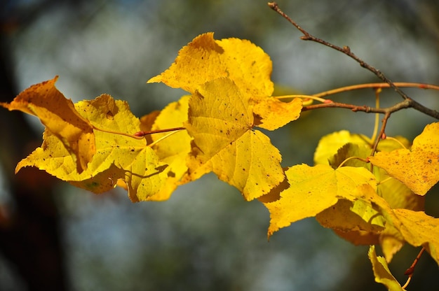 Background of autumn leaves