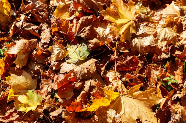 Background of the autumn maple leaves