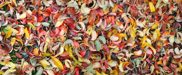 Background of autumn multicolored leaves.