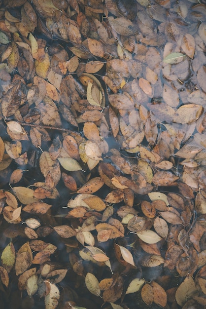 Background of autumn orange leaves floating in the water