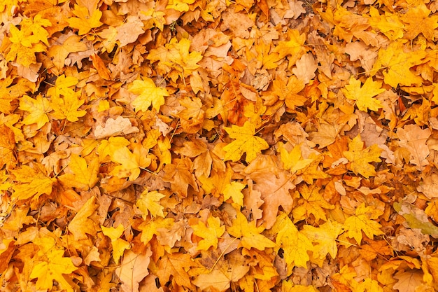 Background of Autumn yellow and orange dry leaves lying on the ground.