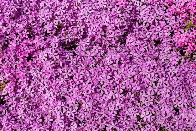 background banner from Phlox subulata flowers Flower texture of ground cover pink subulata phlox