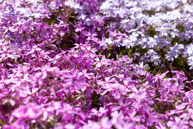 background banner from Phlox subulata flowers Flower texture of ground cover pink subulata phlox