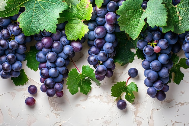 The background of the banner is made up of black grapes and green leaves with space for text on whi