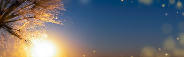 Background banner macro dandelion and setting sun with bokeh and copy space.