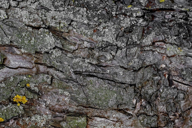 Background, bark texture, in dark colors, bark structure