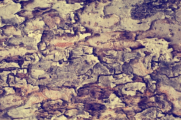 Background of bark