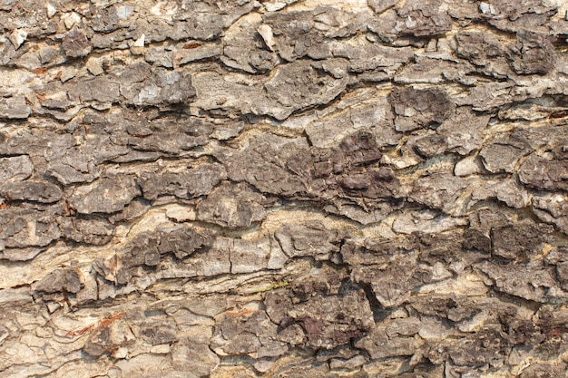 Background bark