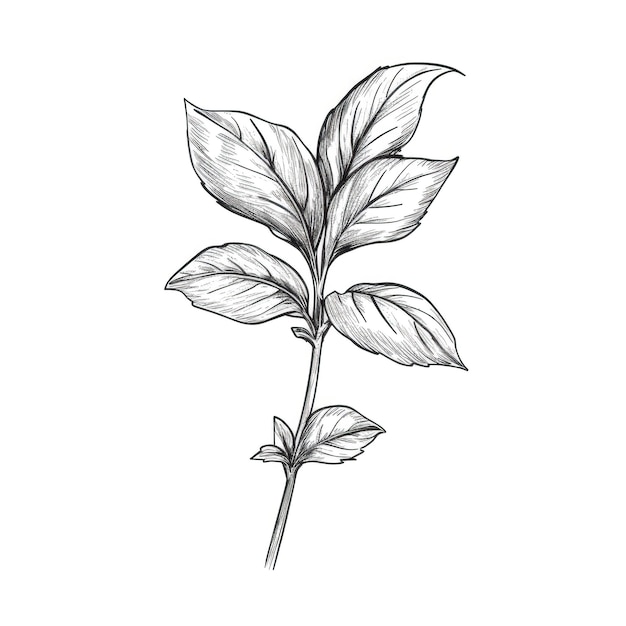 Background basil ai generated