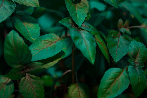 Background Basil in a dark key