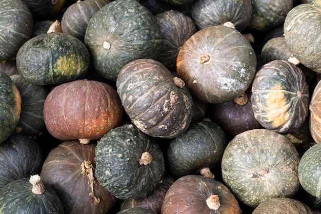 Background of beautiful decorative mini pumpkins Top view flat lay