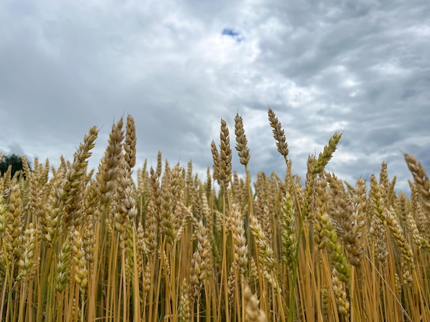 Background of a beautiful field with ripening rye. Rye close-up with copyspace