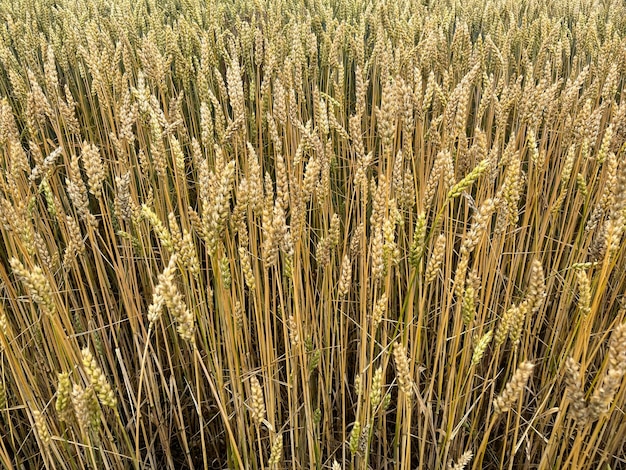 Background of a beautiful field with ripening rye. Rye close-up