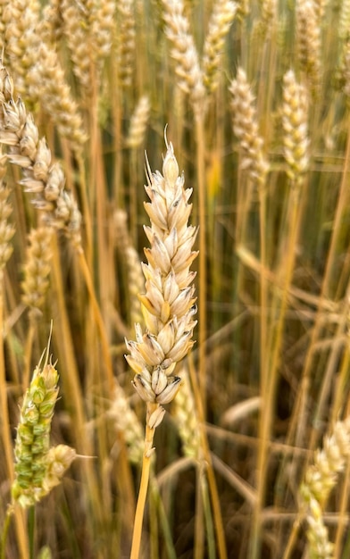 Background of a beautiful field with ripening rye. Rye close-up