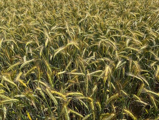 Background of a beautiful field with ripening rye Rye closeup