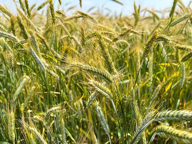 Background of a beautiful field with ripening rye Rye closeup