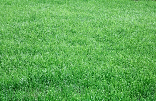 Background of beautiful green grass pattern