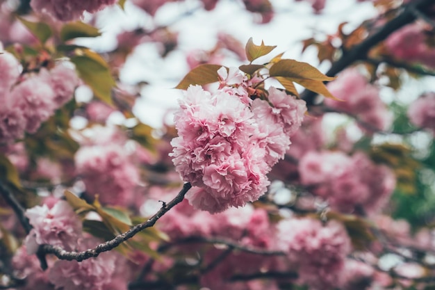 Background of beautiful pink cherry blossom blooming on sky in famous park osaka during spring and winter season. sakura flower on branches with leaves in japan mint in good sunny weather.