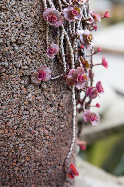 Background of beautiful plants. succulents in a stone pot