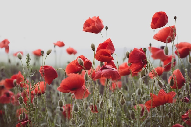 Background of beautiful red poppy field. Provence, France. a poster