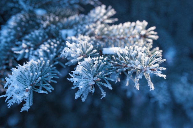 Background the beautiful snow-covered branches of spruce trees