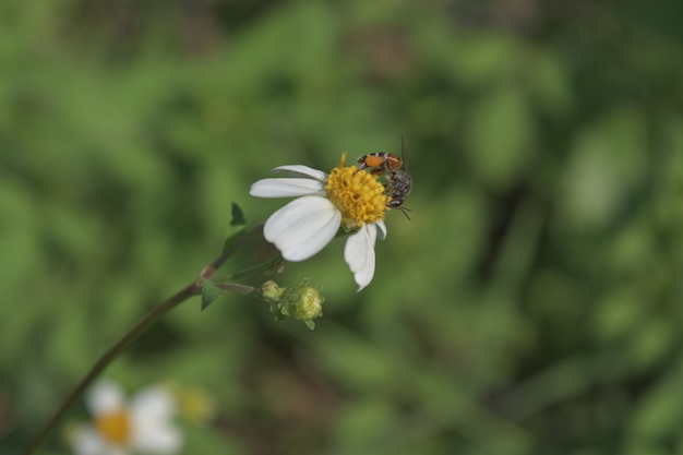 Background bee flowers beautiful grass