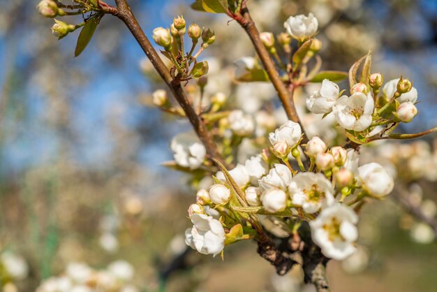 The background of the beginning of spring flowering fruit trees in the garden in early spring closeup