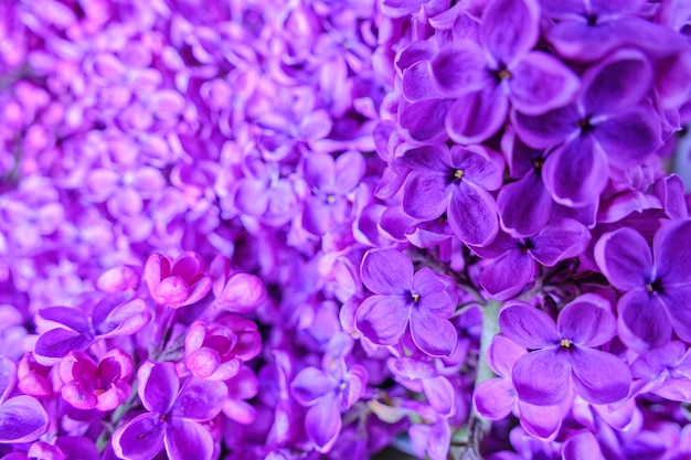 Photo background of blooming lilac flowers closeup