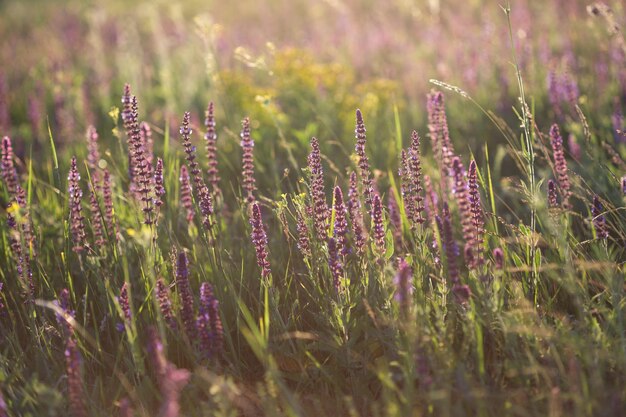 Background of blooming sage