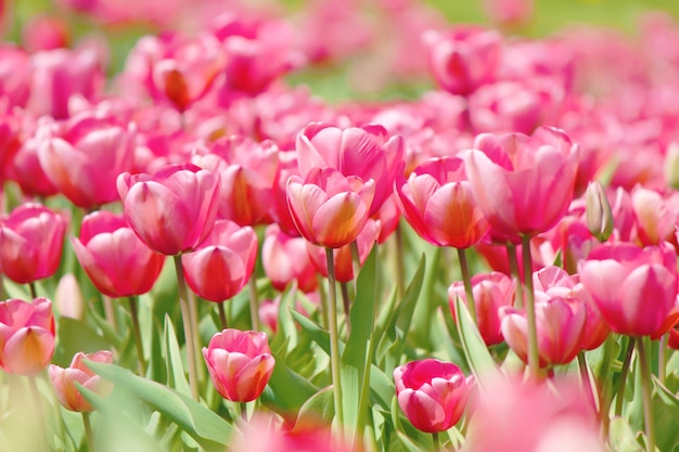 Background of blooming tulips. Flowers. Selective focus.