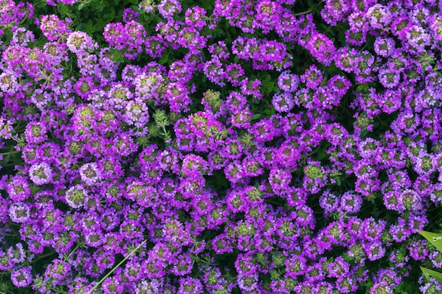 Background of bright blooming pink and purple flowers of thyme