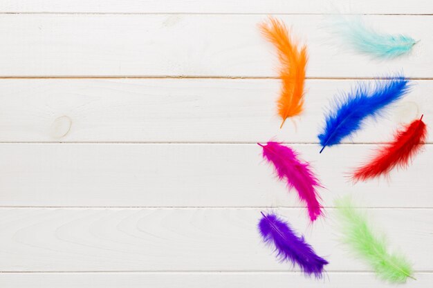 Background of brightly colored dyed bird feathers on Colored background top view Copy space