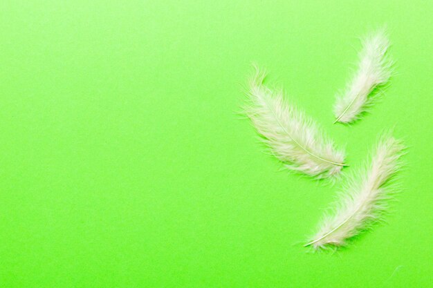 Background of brightly colored dyed bird feathers on Colored background top view Copy space