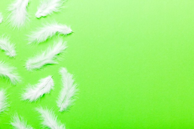 Background of brightly colored dyed bird feathers on Colored background top view Copy space