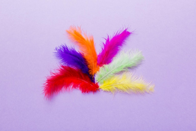 Background of brightly colored dyed bird feathers on Colored background top view Copy space